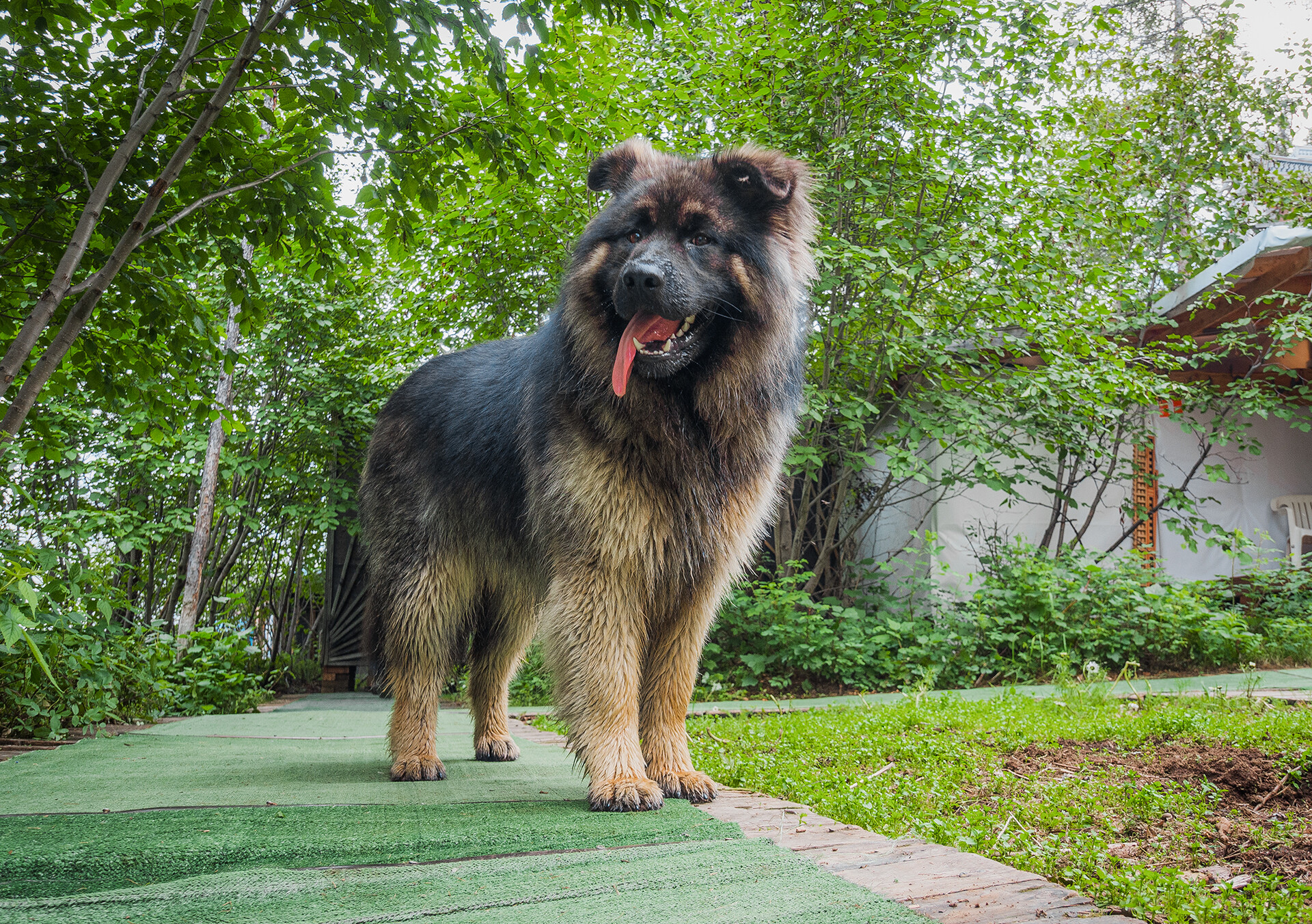 Oleg's dog Ganya.