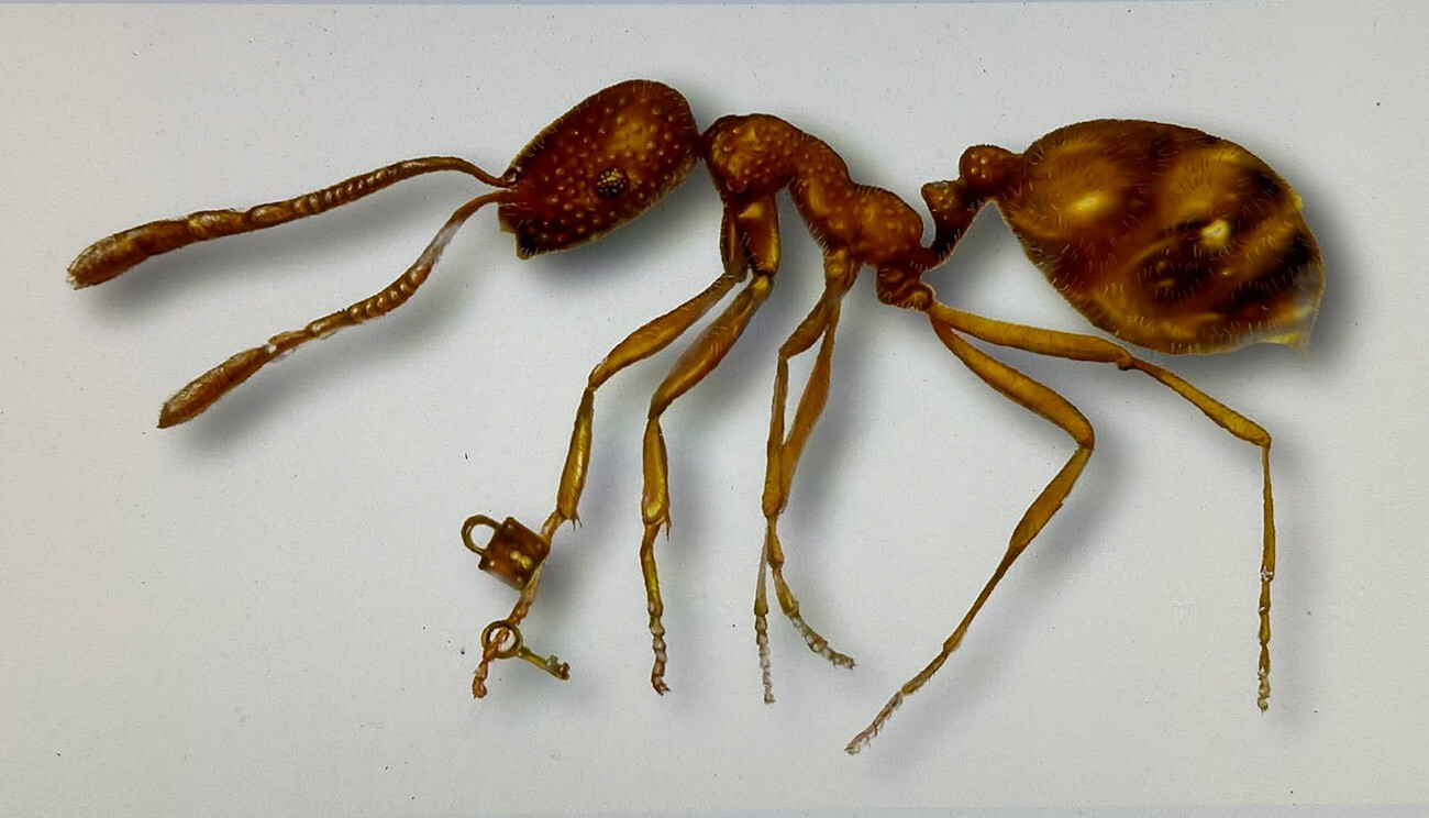 The lock and key on the ant's leg. The ant's length is 2mm, the length of the key is 0.24mm