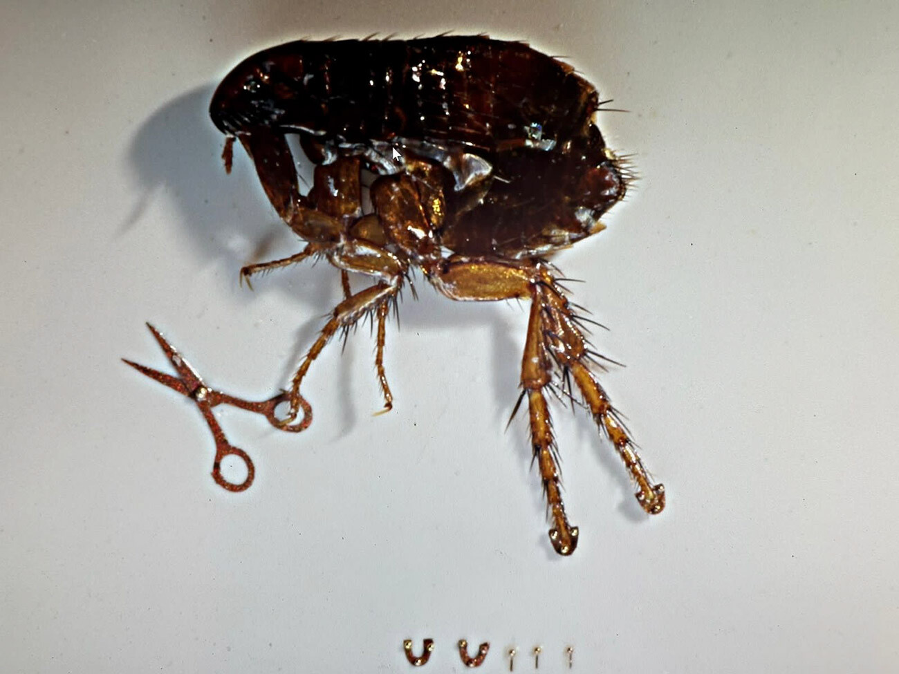 A shod flea. A real flea is horseshoed with gold horseshoes measuring 0.25mm x 0.2mm. Three holes are drilled with a 0.03mm diameter drill bit. Development of technology and manufacturing of this miniature lasted for 7.5 years