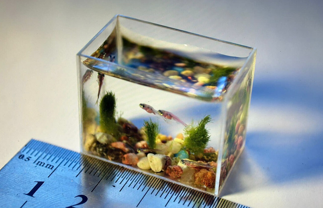 рыбки для маленьких аквариумов фото