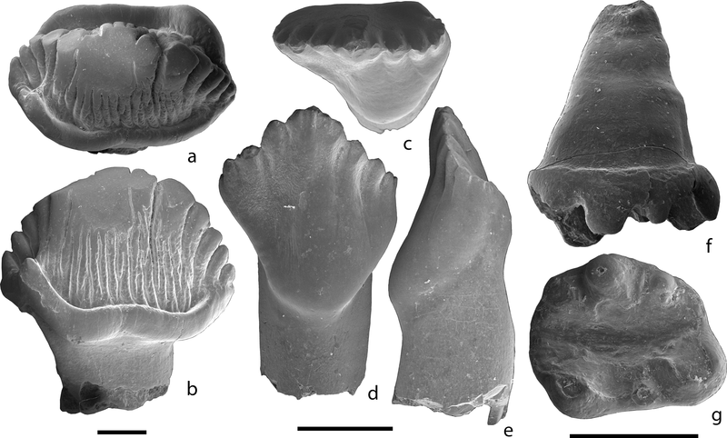 Dientes de estegosaurio encontrados en Yakutia.