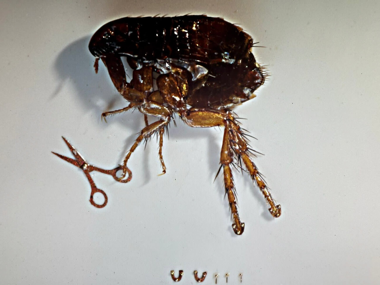 Pulga calçada. Uma pulga real com ferraduras douradas medindo 0,25 mm x 0,2 mm. Três furos foram feitos com uma broca de 0,03 mm de diâmetro. Para desenvolver a tecnologia necessária e fabricar esta miniatura, foram necessários 7 anos e meio.