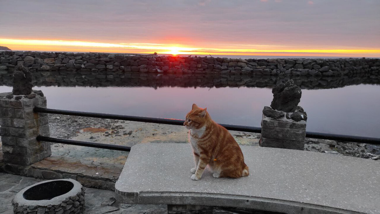 Conheça Kecha, o mais famoso Kurilian Bobtail (FOTOS)