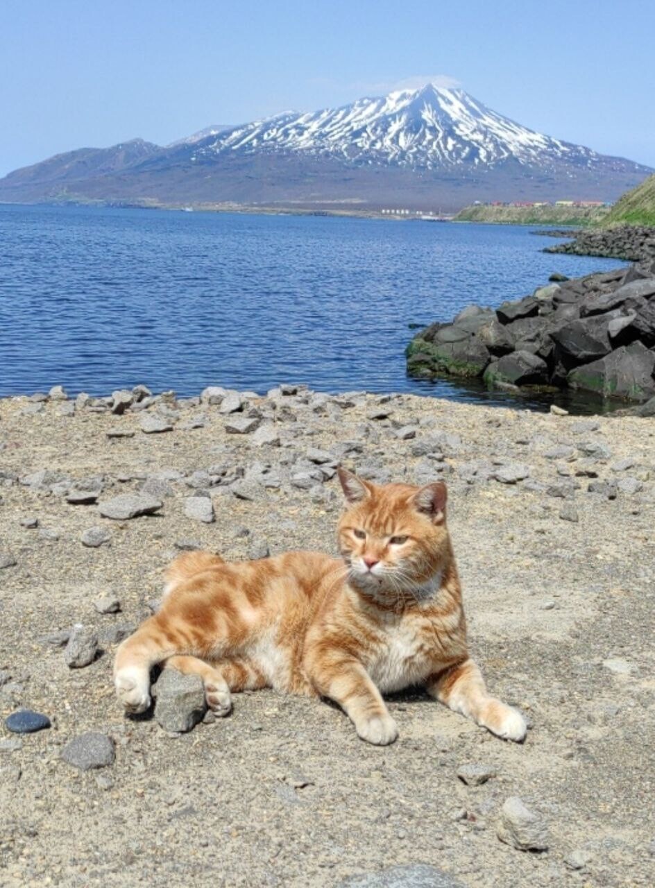 Conheça Kecha, o mais famoso Kurilian Bobtail (FOTOS)