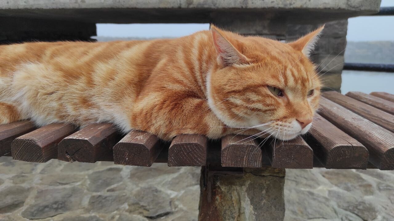 Conheça Kecha, o mais famoso Kurilian Bobtail (FOTOS)