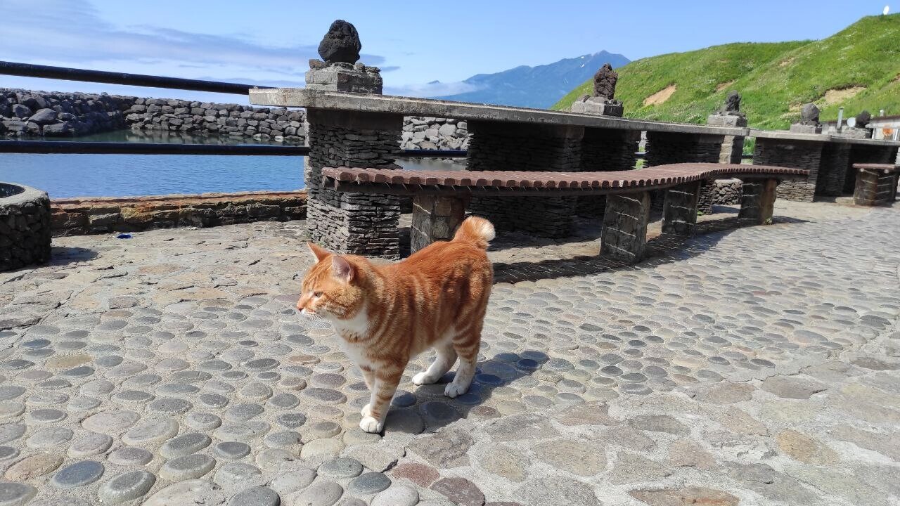 Conheça Kecha, o mais famoso Kurilian Bobtail (FOTOS)