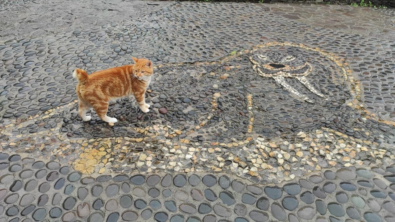 Conheça Kecha, o mais famoso Kurilian Bobtail (FOTOS)