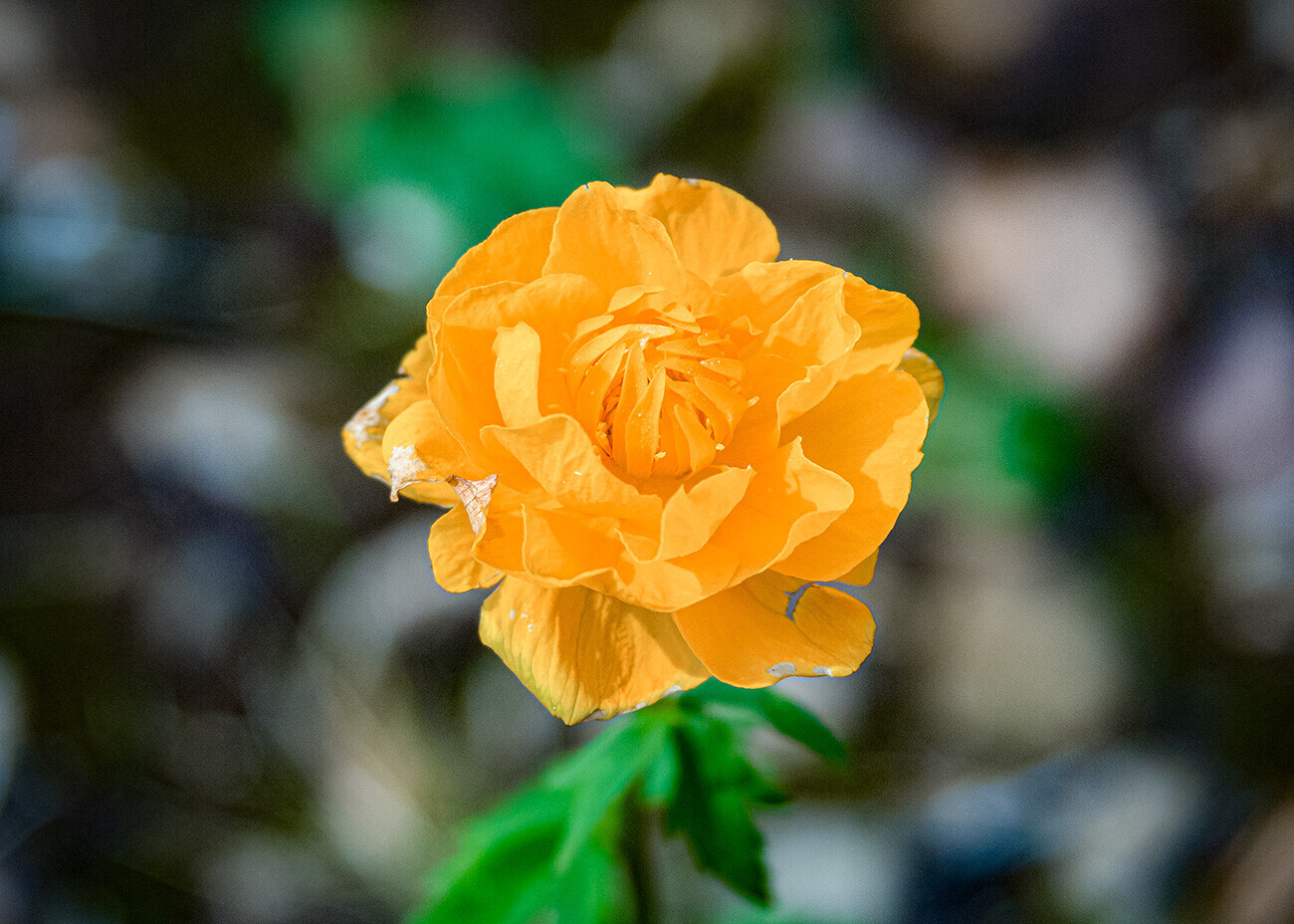 Rosa siberiana