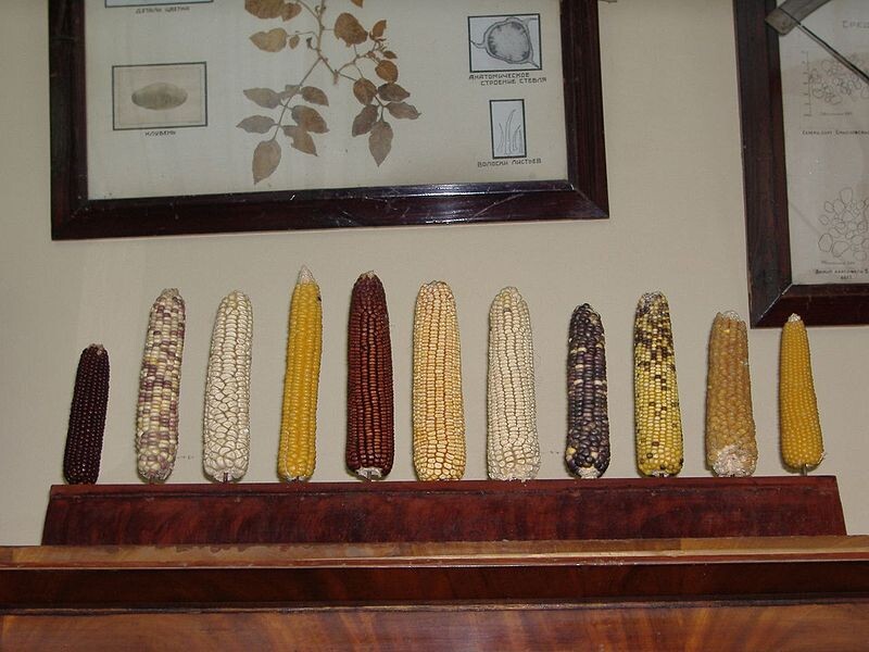  Diversidad del maíz en la oficina de Vavilov