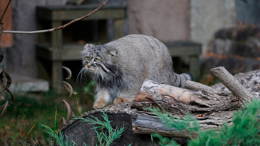 Pallas’s Cat Timofey is ‘fattering up’ to prepare for the winter (VIDEO ...