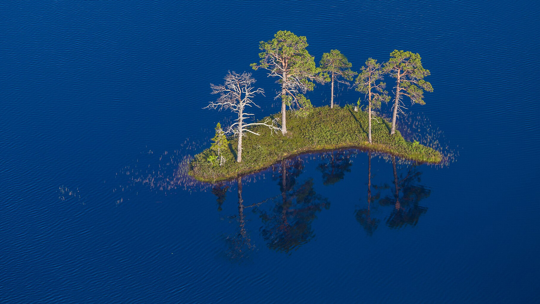 Nixette (CC BY-SA 4.0)