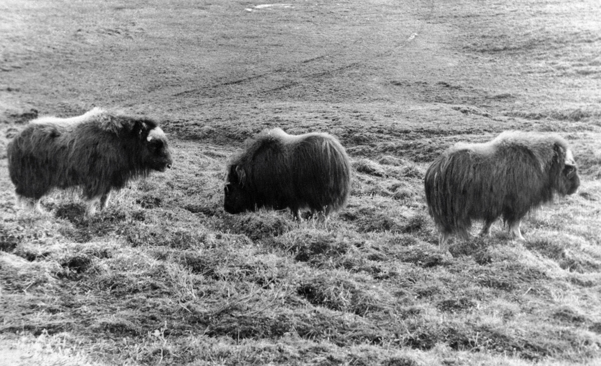 Canadian and American musk oxen at a research station on the Taimyr Peninsula, 1976.