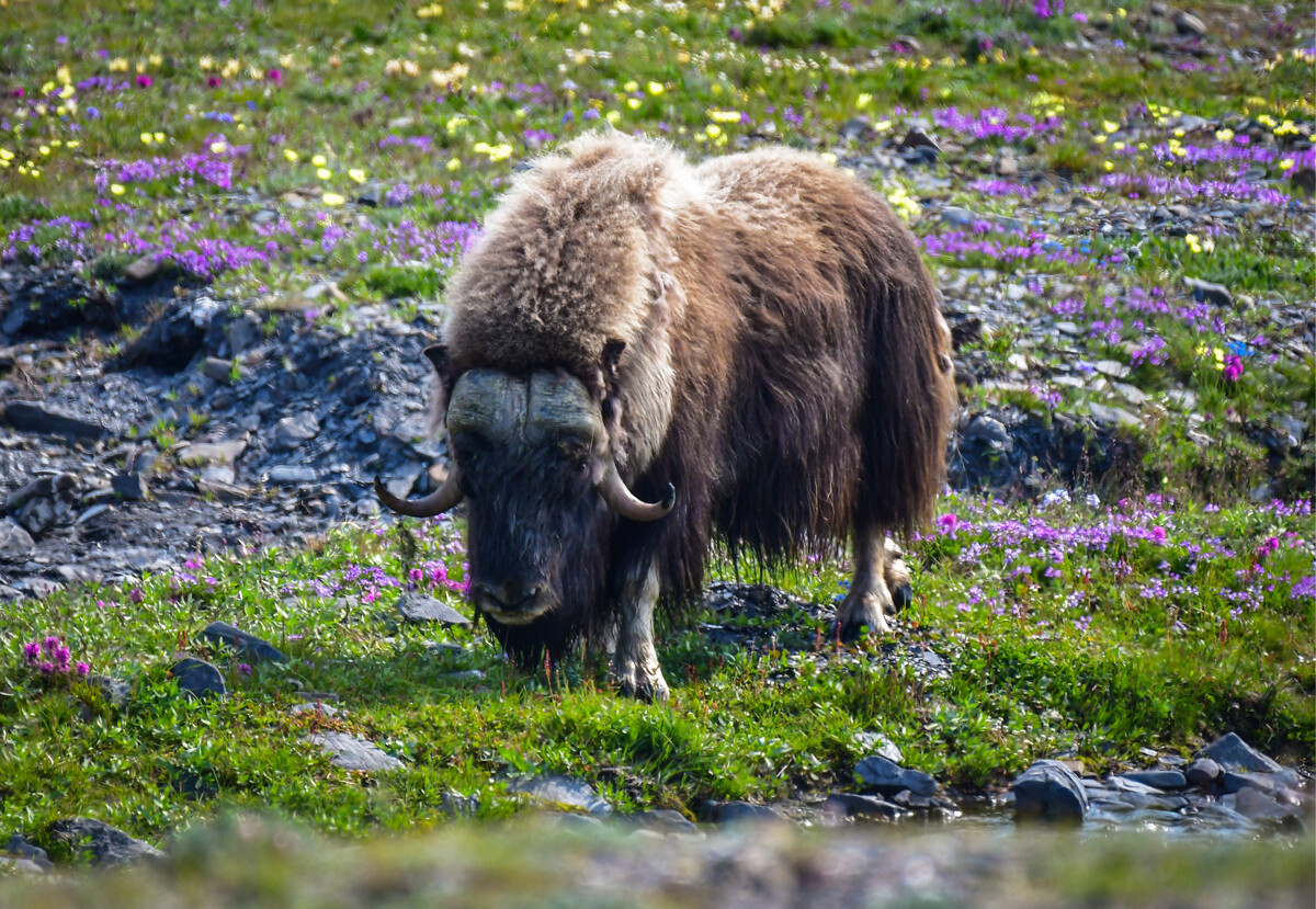 Moškatno govedo na Wrangelovem otoku na območju državnega naravnega rezervata 