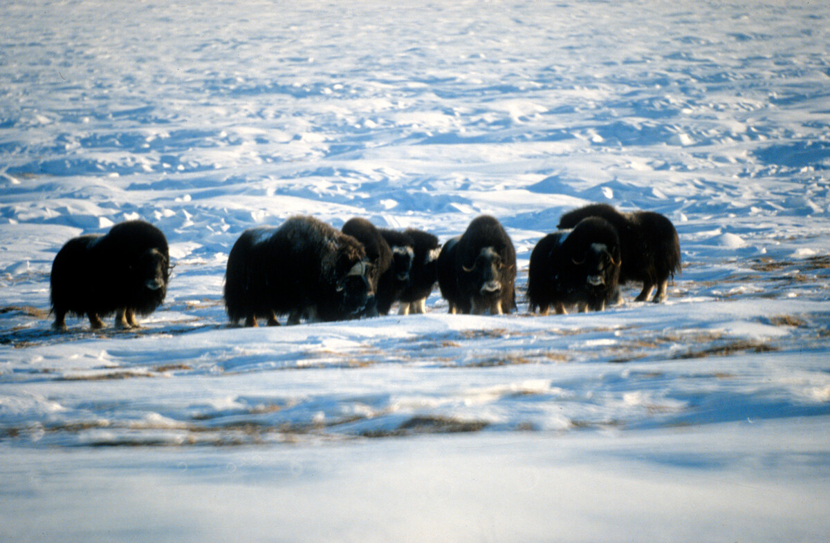 Čreda moškatnega goveda na pašniku državnega naravnega rezervata na Wrangelovem otoku v Magadanski regiji v Čukotskem avtonomnem okrožju 