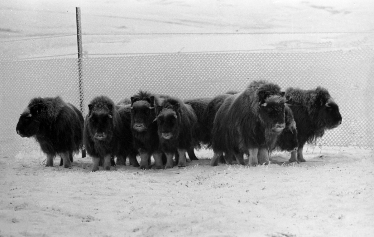 Mlado muškatno govedo na postaji Bikada, ki so jih kanadski zoologi pripeljali na polotok Tajmir zaradi obnove populacije, 1976 