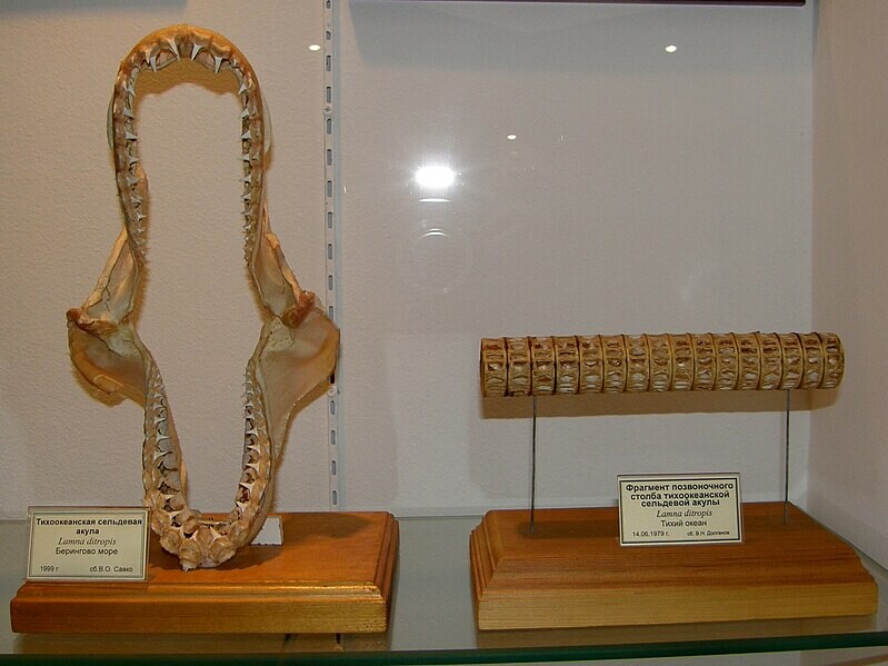 Mandíbulas y fragmento de espina dorsal de tiburón arenque del Pacífico (Lamna ditropis) en el Museo de Ciencias de la FEFU