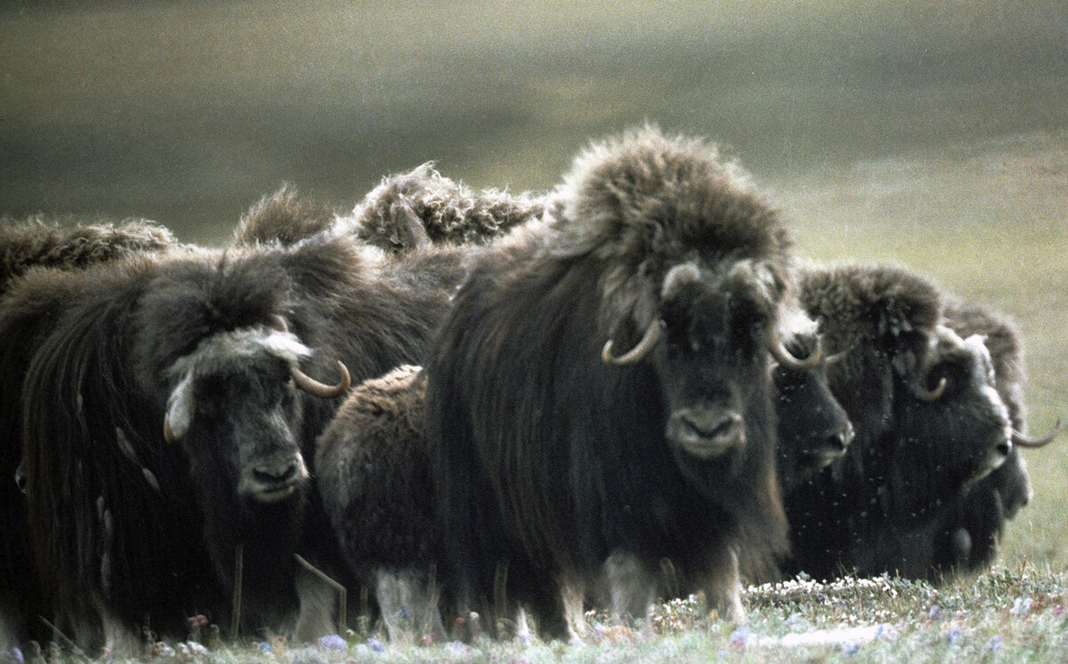 Una mandria di buoi muschiati nella tundra del Tajmyr. La foto è del 1982, pochi anni dopo la reintroduzione della specie in Russia