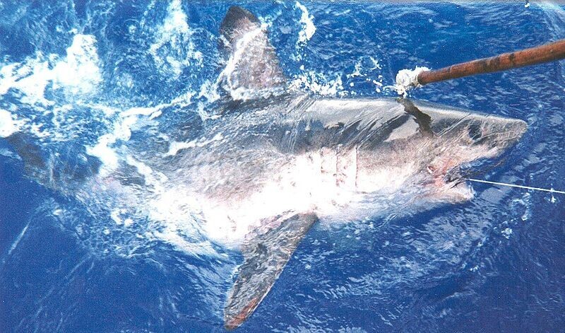 Conheça o fenômeno oceânico que está aproximando os tubarões da costa nos  EUA