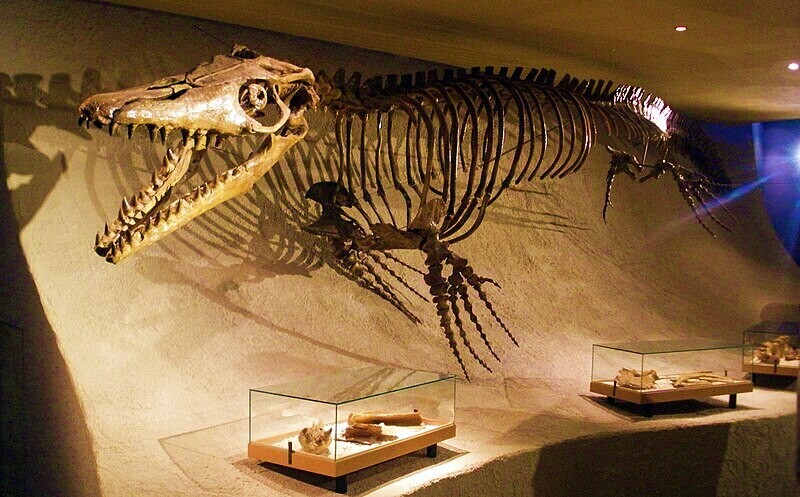 Reconstrução de um esqueleto de Mosassauro. Museu de História Natural de Maastricht