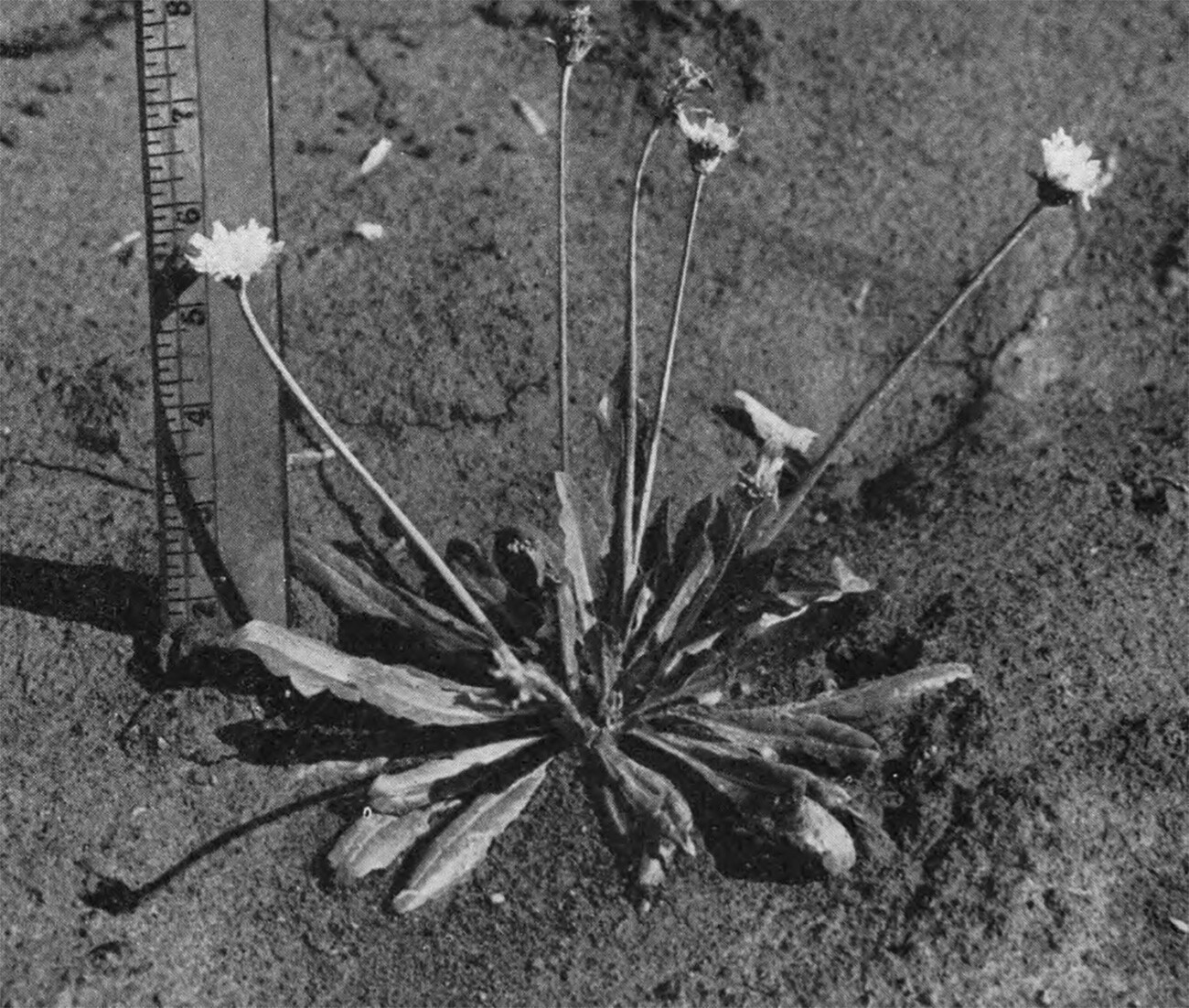 Kok-sagyz is a rubber-bearing plant in the genus Dandelion