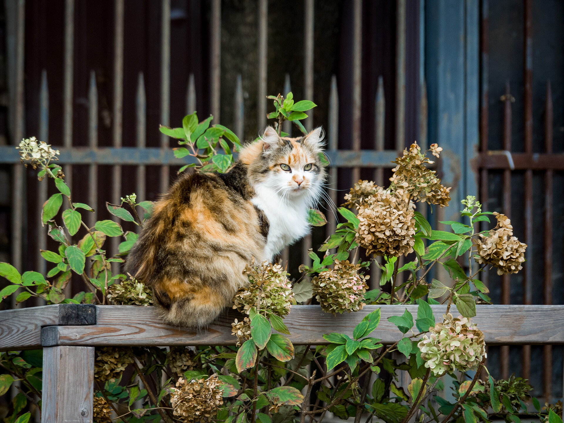 Кажется, что кошки специально позируют