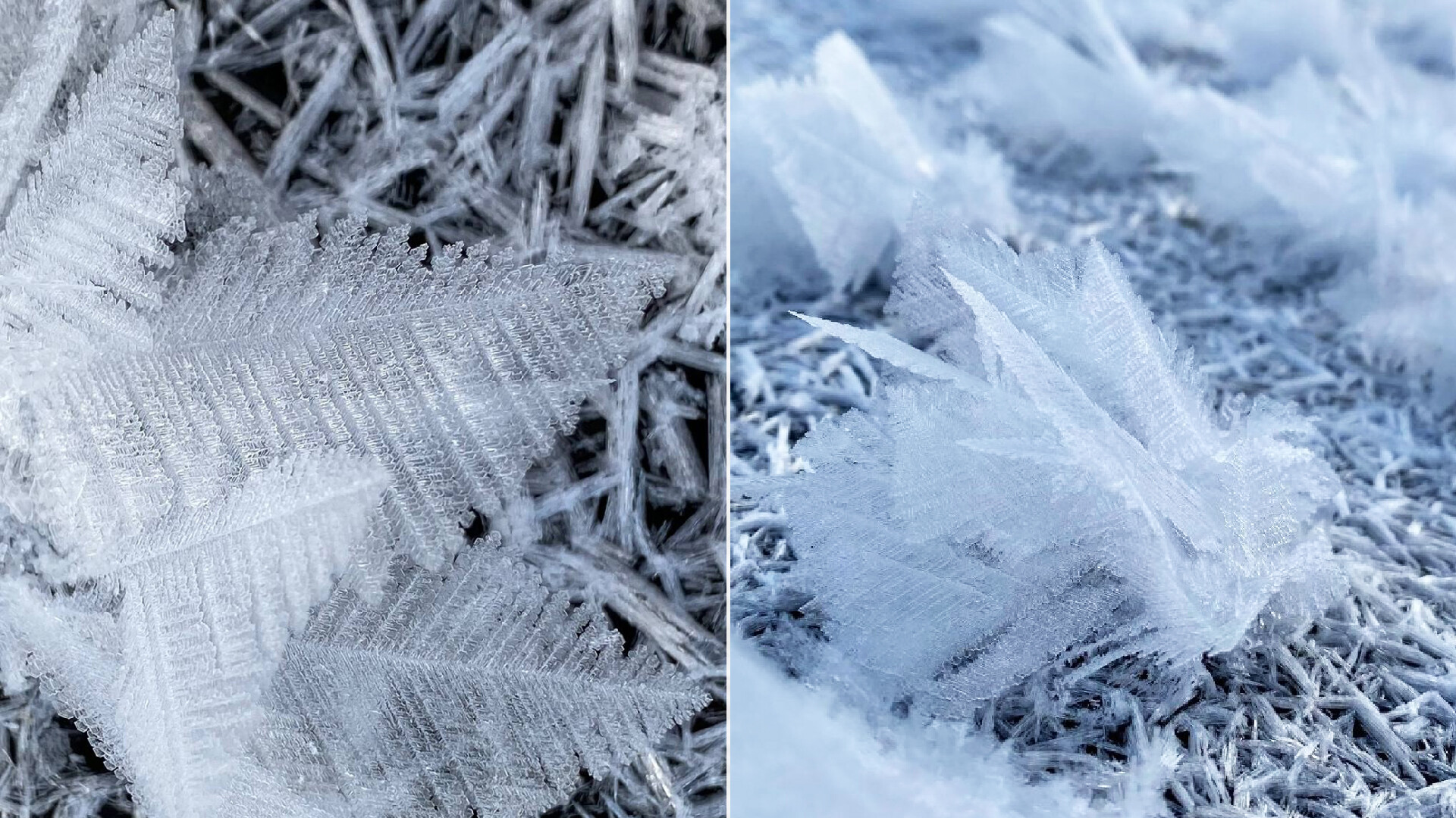 Alena Kravtsova/Réserve naturelle de Taïmyr