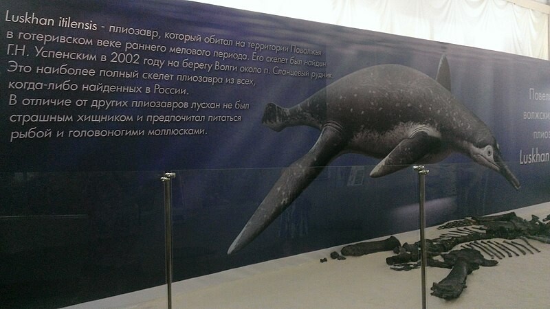 El Pliosaurus (Luskhan itilensis) vivió en el territorio de la región del Volga en la era Hauteriviana del Cretácico Temprano. Descubierto en 2002 por G.N. Uspenski a orillas del Volga, cerca del pueblo de Slantsevi Rudnik. Se trata del esqueleto de pliosaurio más completo hallado en Rusia.