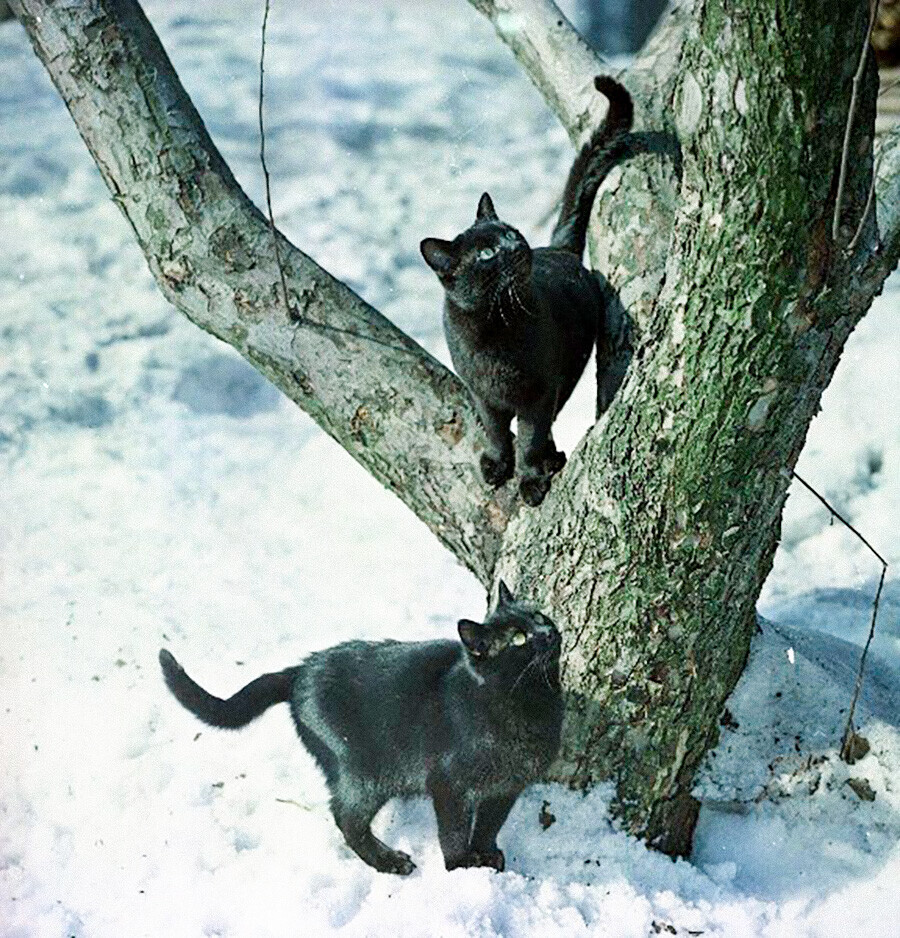 Direto do arquivo: fotos antigas coloridas do inverno russo