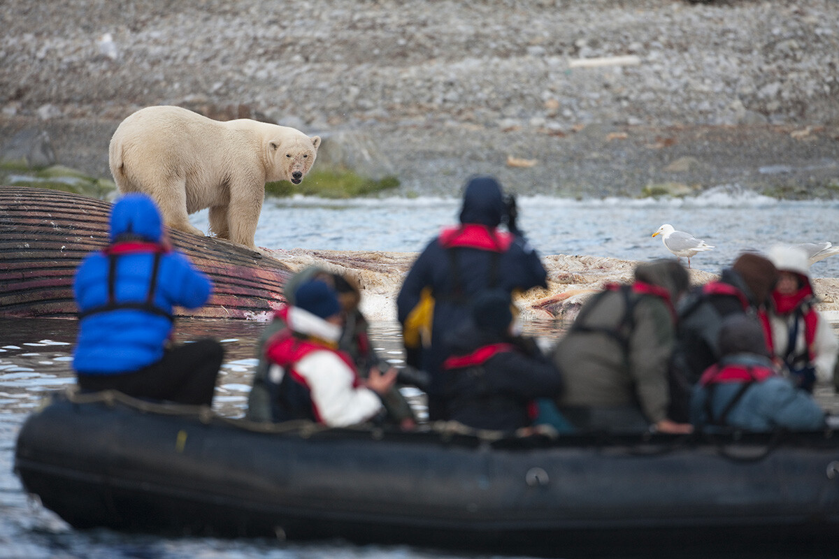 Turisti v napihljivih čolnih 'Zodiac' opazujejo, kako se polarni medved hrani z mrtvim kitom, Špicbergen-Svalbard, Norveška 