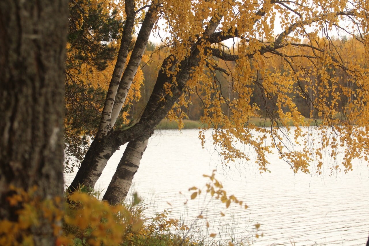 Región de Kírov en otoño.