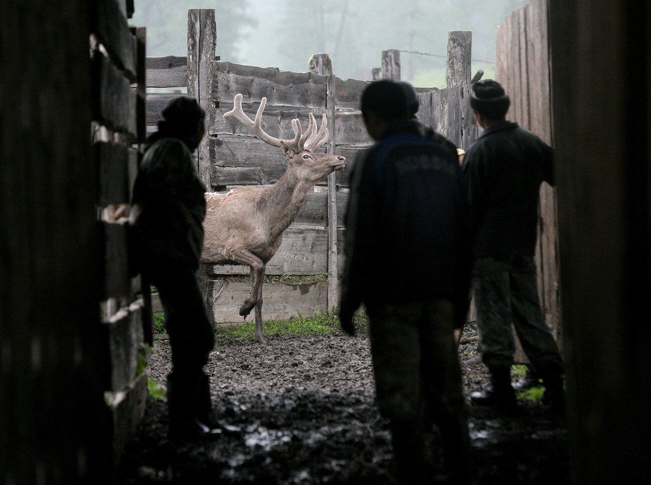 Allevatori di maral dell’Altaj (Cervus canadensis sibiricus) guidano un esemplare in un recinto per il taglio delle corna presso la fattoria Abajskij, vicino al villaggio di Sugash, nel distretto Ust-Koksinskij della Repubblica dell’Altaj