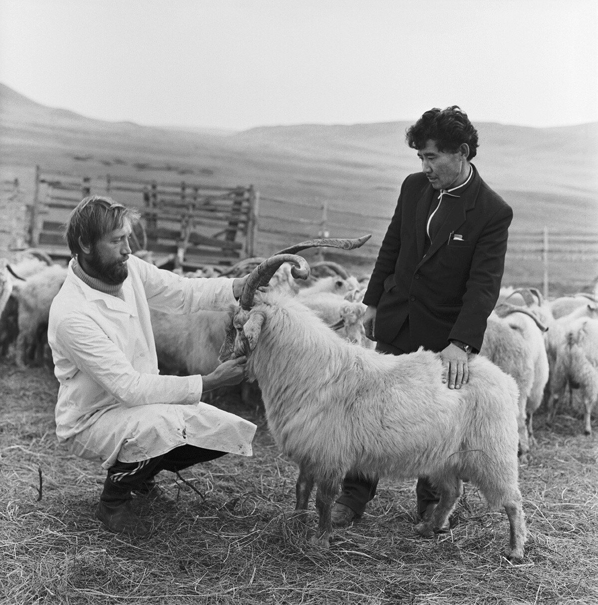 ZSSR. Orenburška oblast. 12. november 1990. A. Asejev, višji strokovnjak nevladne organizacije Južni Ural, in Ž. Almuhambetov, glavni veterinar državne kmetije Zagorni, preverjata gostoto puha in izbirata primerne proizvajalce.