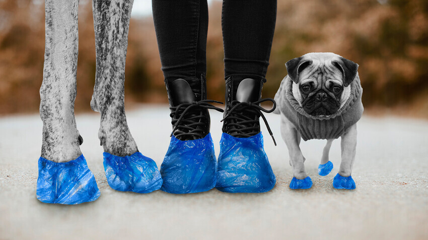 Kira Lisitskaya (Photo: Westend61, Stockbyte, Aleksandr Zubkov, Brighton Dog Photography/Getty Images)