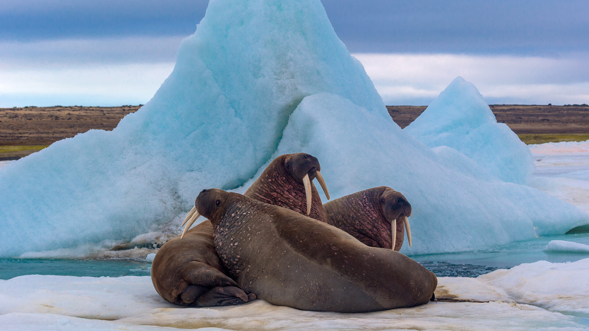Atlantic walruses, Hayes Island.