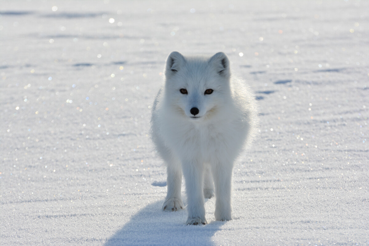 Arctic Fox, Franz Josef Land.