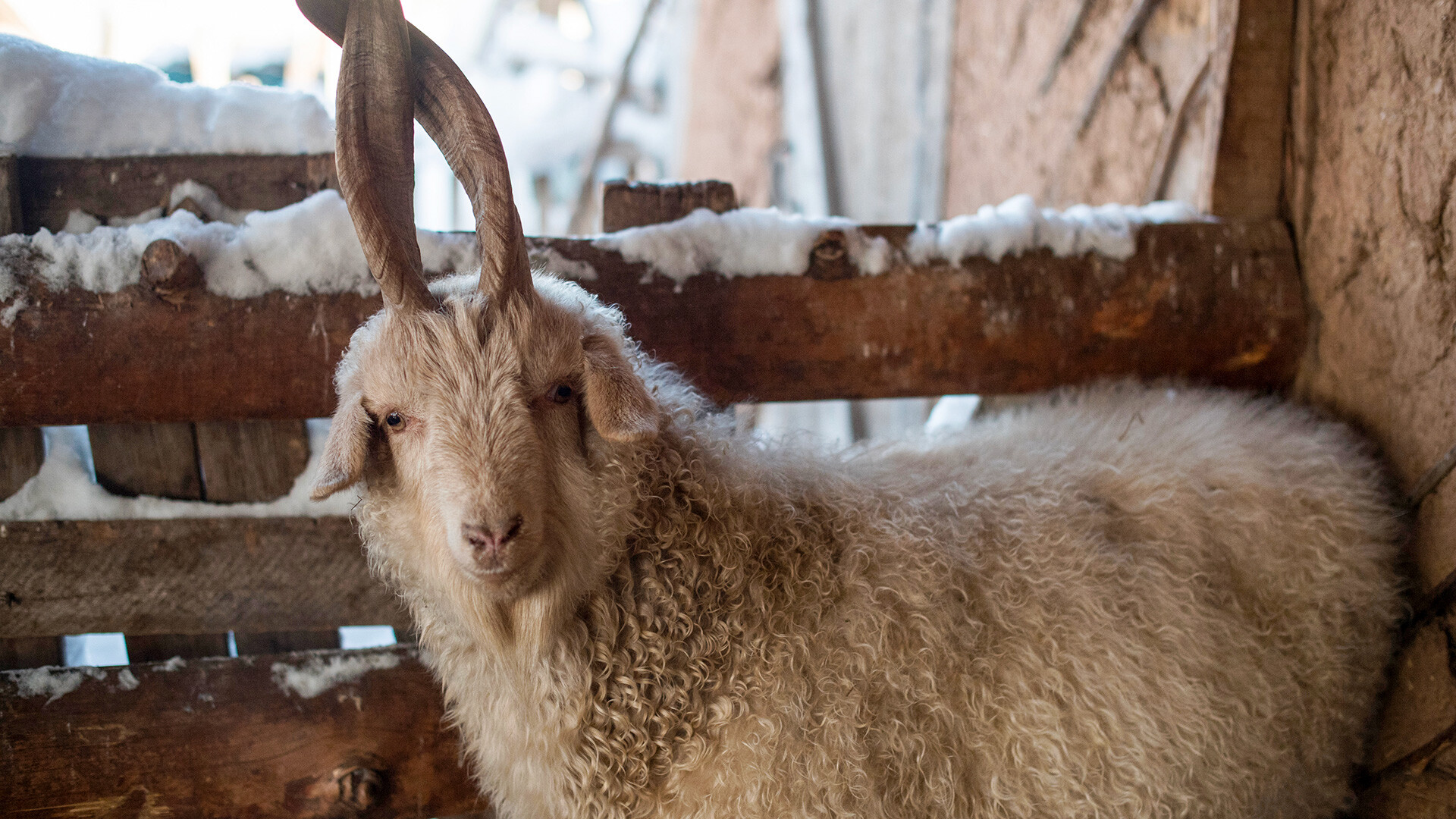 An Orenburg goat in the village of Tatarsky Saraktash, Orenburg Region.