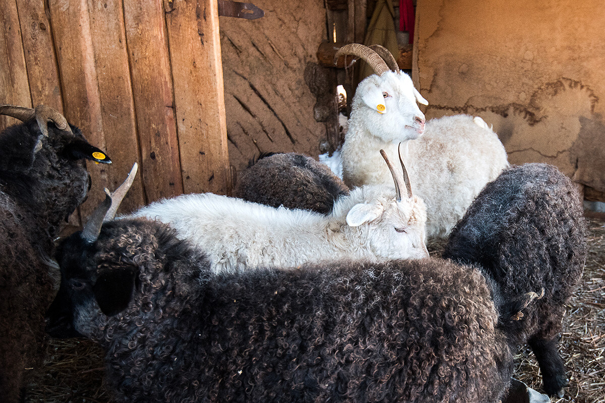 Оренбургские козы в загоне в поселке Татарский Саракташ Оренбургской области 
