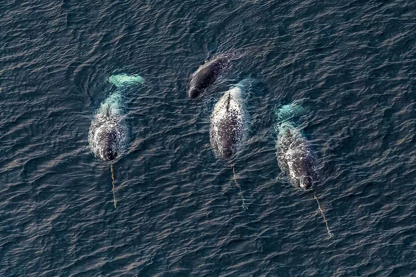Famille de narvals (licornes de mer), eaux de la terre François-Joseph