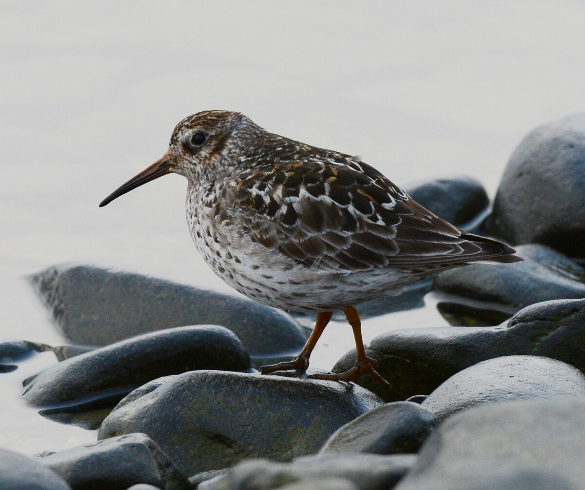 Морска спрутка (Calidris maritima), острво Чамп, Земља Фрање Јосифа