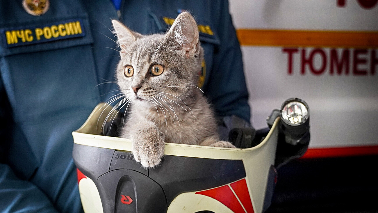 Feuerwehrkater Senja