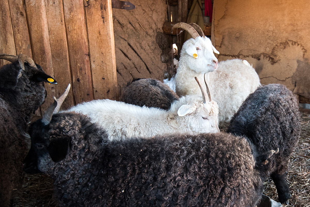 Cabras de Orenburg em aldeia da região.
