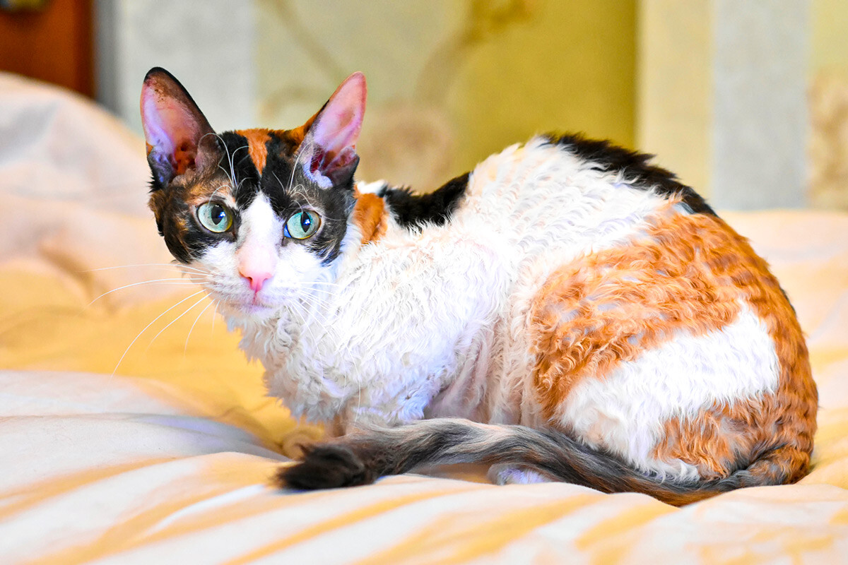 Il gatto russo con la coda a pon-pon: cinque cose da sapere sul