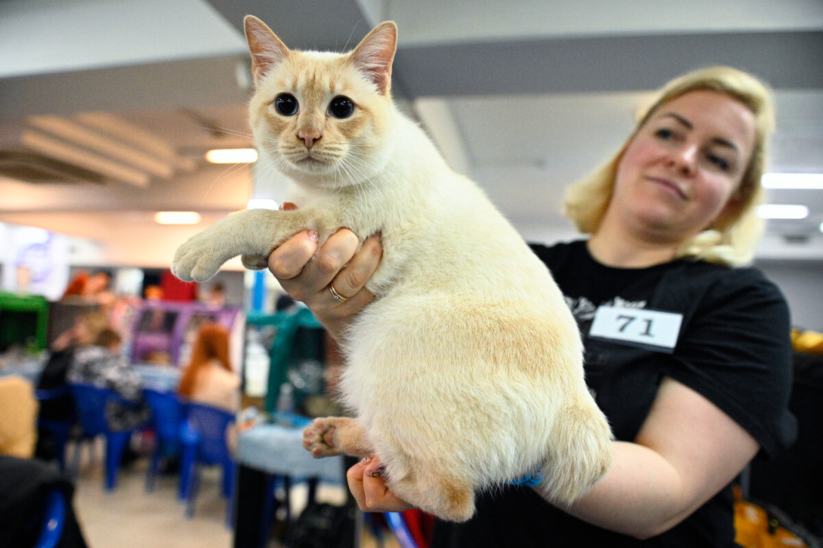 Менконшка бобтејл мачка на Међународној изложби мачака у Сочију.