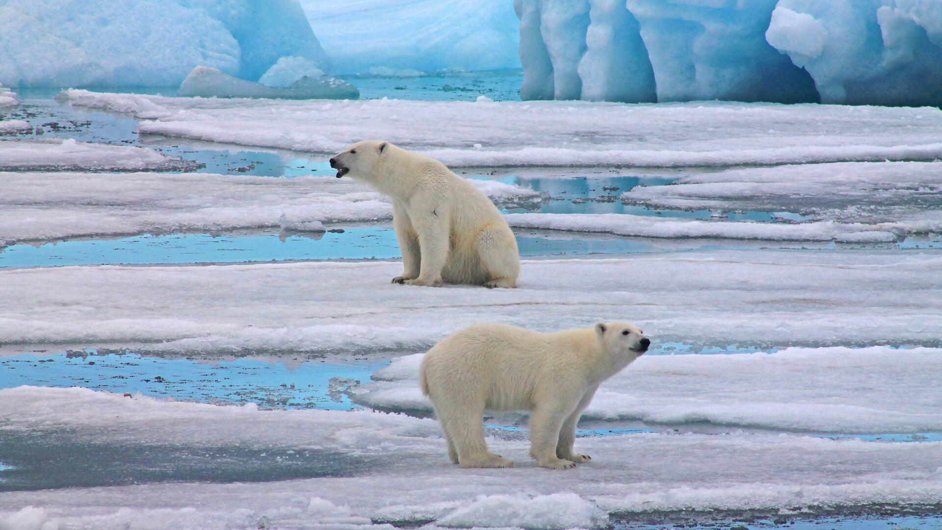 Marina Menshikova/Artico russo