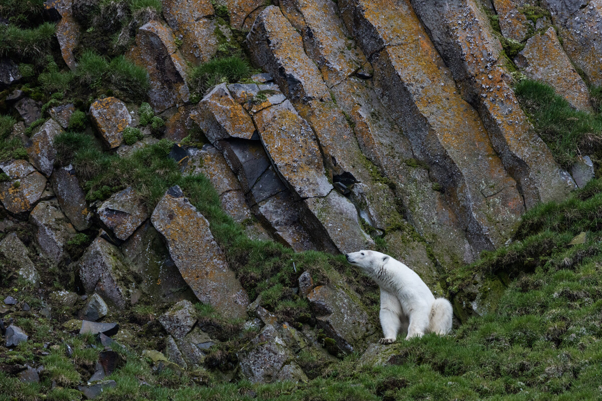 Orso polare ai piedi della Scogliera Rubini, sull’Isola di Hooker, nell’arcipelago della Terra di Francesco Giuseppe