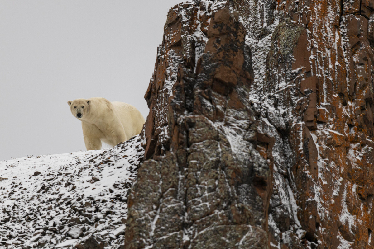 Orso polare sull’Isola di Apollo, una piccola isola russa che fa parte della Terra di Zichy nell’arcipelago della Terra di Francesco Giuseppe