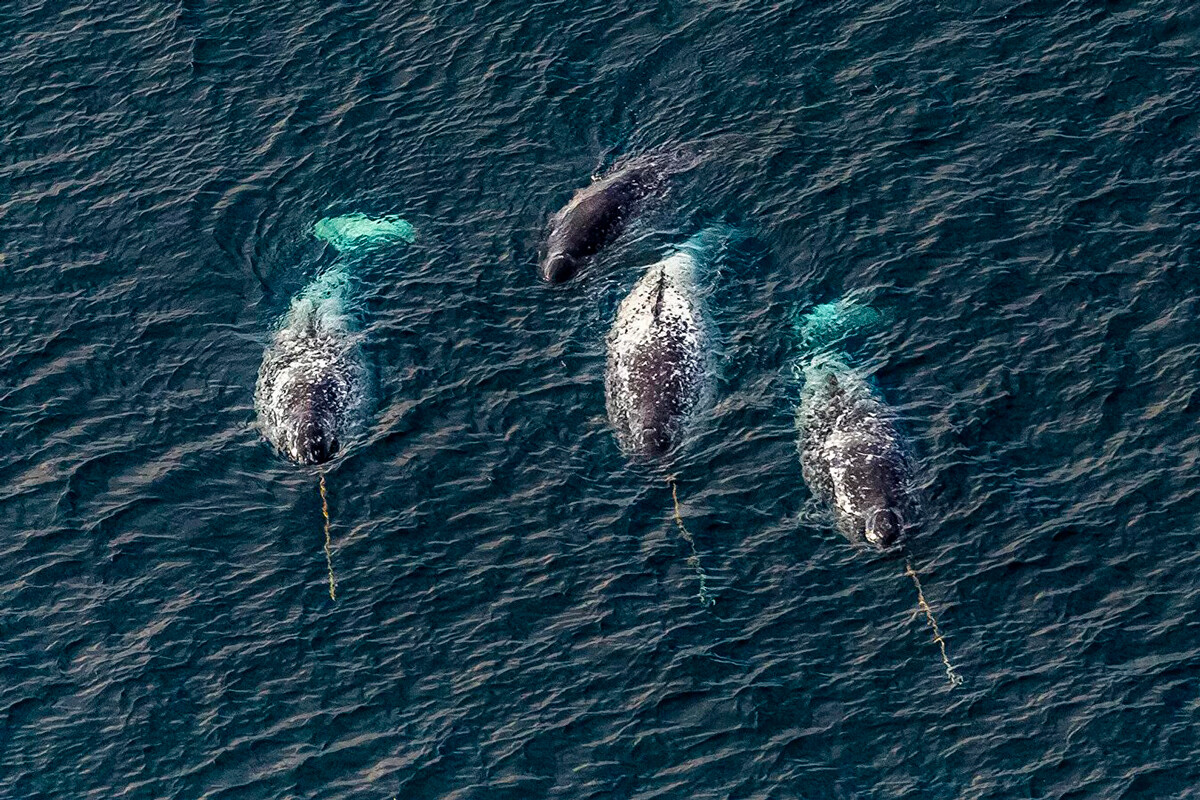 Famiglia di narvali nelle acque dell’arcipelago della Terra di Francesco Giuseppe