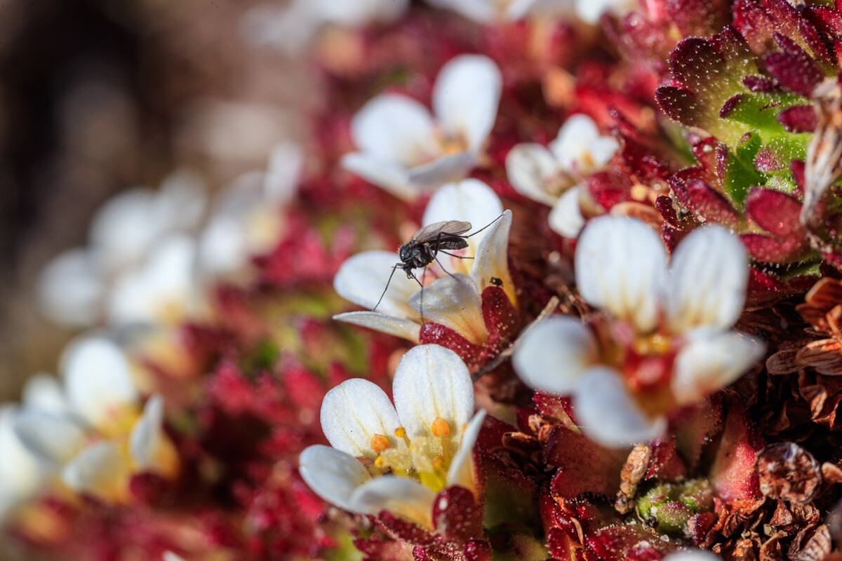 Esemplare della famiglia dei chironomidi (insetti solo apparentemente simili alle zanzare) su un fiore di Saxifraga cespitosa, sull’isola di Hayes, arcipelago della Terra di Francesco Giuseppe