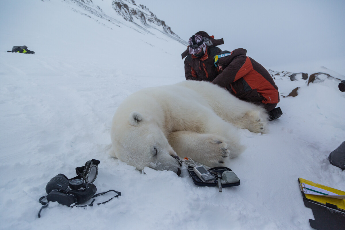 Raccolta di campioni biologici di un orso polare, Isola di Alessandra, arcipelago della Terra di Francesco Giuseppe