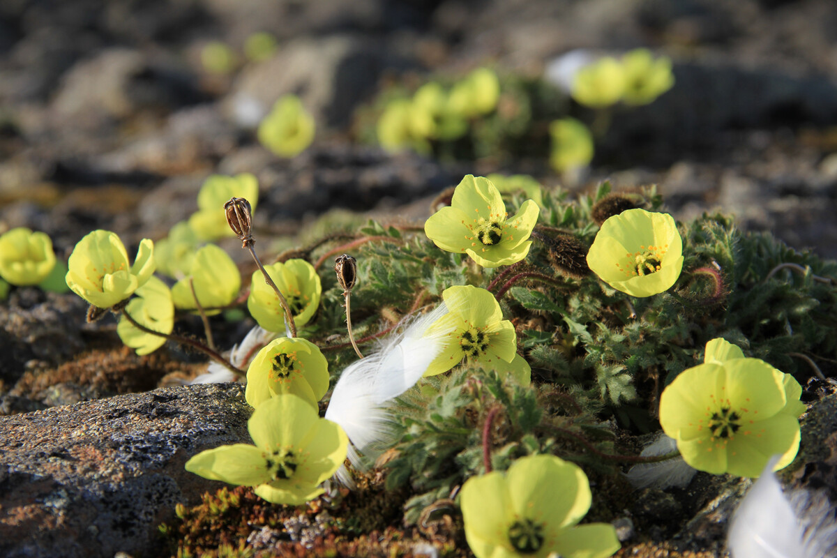 Papavero polare (Papaver radicatum) sull’Isola di Bell, arcipelago della Terra di Francesco Giuseppe